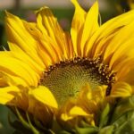 sunflower, beautiful wallpaper, windows wallpaper, full hd wallpaper, bloom, plants, mac wallpaper, desktop backgrounds, garden, free wallpaper, 4k wallpaper, blooming sunflower, beautiful flowers, 4k wallpaper 1920x1080, nature background, hd wallpaper, wallpaper hd, flower, yellow flower, nature, cool backgrounds, flora, ornamental plant, close up, free background, angiosperms, beautiful nature, sunny color, lemon, floral background, wallpaper 4k, laptop wallpaper, nature wallpaper, flower background, flower wallpaper, summer, wallpaper