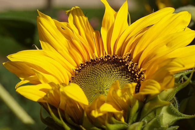 sunflower, beautiful wallpaper, windows wallpaper, full hd wallpaper, bloom, plants, mac wallpaper, desktop backgrounds, garden, free wallpaper, 4k wallpaper, blooming sunflower, beautiful flowers, 4k wallpaper 1920x1080, nature background, hd wallpaper, wallpaper hd, flower, yellow flower, nature, cool backgrounds, flora, ornamental plant, close up, free background, angiosperms, beautiful nature, sunny color, lemon, floral background, wallpaper 4k, laptop wallpaper, nature wallpaper, flower background, flower wallpaper, summer, wallpaper